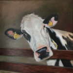 Margareta een koe die heel eigenwijs mijn lens in keek en die ik toen wel moest schilderen. olieverf op doek 70x70 cm